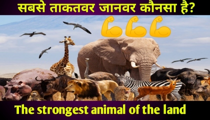 सबसे ताकतवर जानवर The strongest animal on the land animals animal jungle