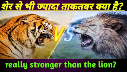 शेर से भी ज्यादा ताकतवर Greater than the lion? animals jungle wildlife