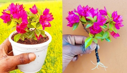 How To Grow Bougainvillea Plant From Cutting