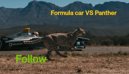 Formula Car vs Cheetah