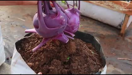 More Nutrition Delicious Try Growing Purple Kohlrabi 🥬 In A Bag The Farming