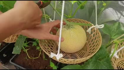 खरबूजा 🍈 की खेती Spent 84 Days Planting Grow Melon Hanging Basket At Home Sweet