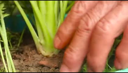 गाजर 🥕 Brilliant Idea How To Grow Carrots At Home To Produce Many Bulbs