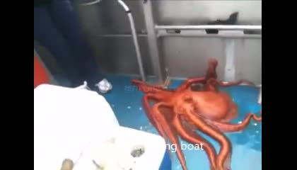 ऑक्टोपस अविश्वसनीय पलायन करता है, Octopus Makes Unbelievable Escape