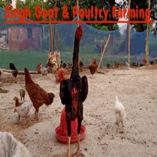 Singh goat & poultry farming