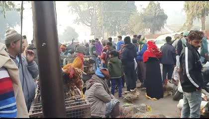 Lucknow aseel murga mandi  nibu park Sunday market 2023