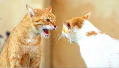 Funny Cats Arguing - Cats Talking To Each Other Compilation  NEW HD 2023