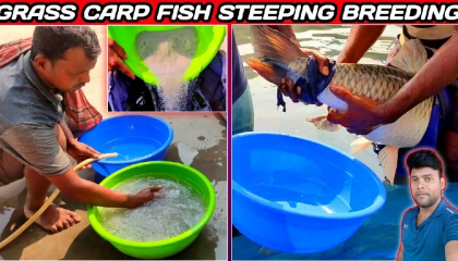 How is striping breeding of grass carp fish ग्रास कार्प मछली का ब्रीडिंग कैसे
