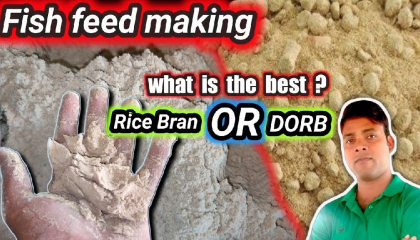 fish feed making with rice bran and Dorb  husk   rice polish kya hai