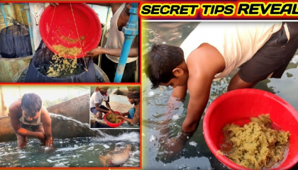 गोल्डन मछली का अंडे को प्रोसेस करने का सीक्रेट टिप्स Secret tips of golden