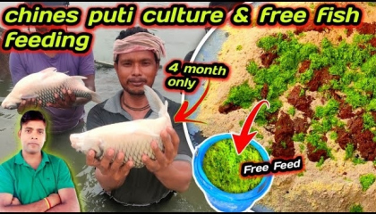 China Puti fish culture and free fish feed making   chaina pothi