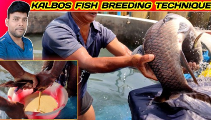 KALBOS FISH BREEDING PROCESS कलबोस मछली प्रजनन प्रक्रिया