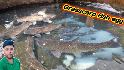 machhali anda kaise deti hai /grasscarp fish natural breeding technique
