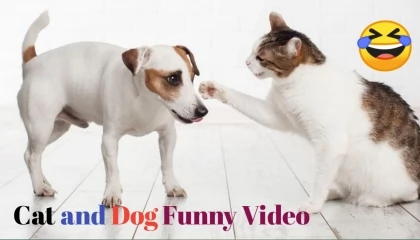Cat and Dog Funny Video  cat dog animals video viral