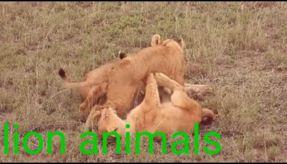sher animals lion animals gilahri  videos vest