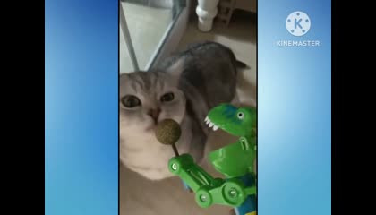 cute cat  video funnyvideo babycatvideo