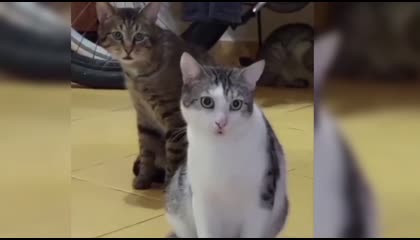 Baby 😚 caut cat animals video 😺😺 fanny animals video 😺😹😹 comady video 🐈