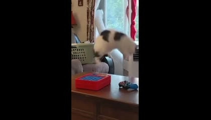 Funniest cats and dogs//funny animals video 2023🤣🤣