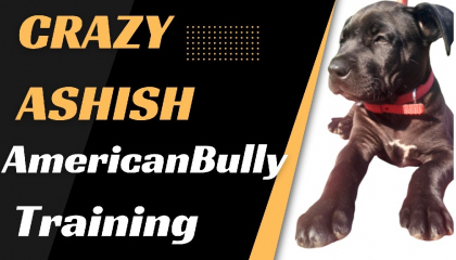 American bully Pitbull training Crazy Ashish
