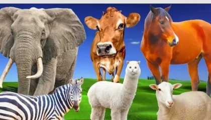 herbivores animal elephant giraffe cow,zebra