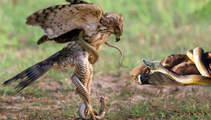 Eagle And Snake  Fighting  4k Video  Animals Video