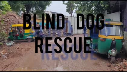 Blind dog rescue