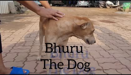 bhuru the dog