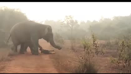 elephant trying to Revive baby