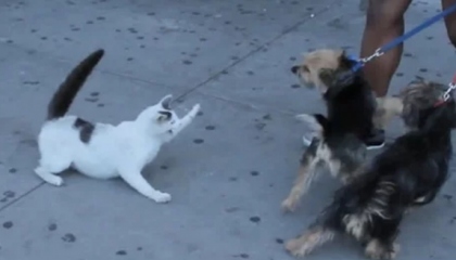 Crezy Cat Attacking Dogs Again  Cat Funniest Attack Compilation 2023