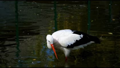 Beautiful duck बहुत सुंदर
