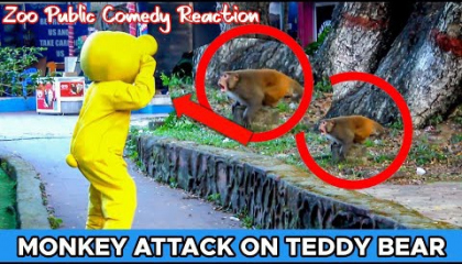 Teddy Bear Attack On Monkey 🐒 - Teddy Bear Prank