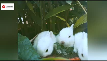 ?Bunnies / Bunny?
? Baby Rabbits?