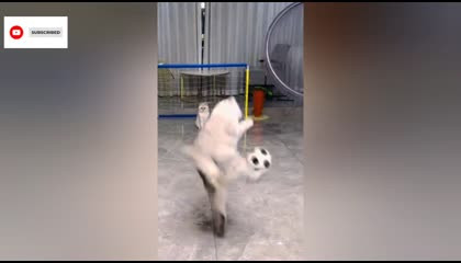 Cat Playing Football?‍⬛??