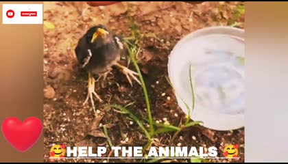 How to help the animals ?? Feeding water and food the poor Bird ?