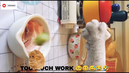 Too much work Cook and feed human ?The Growing Popularity of funny cat memes