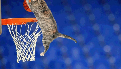 funny cat videos try not to laugh ? cat playing basketball meme