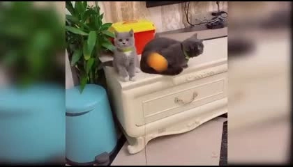 cute cat videofunny cat videoviral video