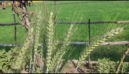 Wheat plant from my home garden.