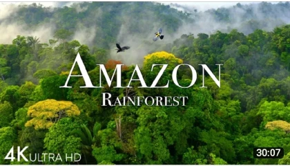 🌍दुनिया के 5 अधिक 🤫वर्षा होने वाले जंगल भारत के 😉top 5 rainforest in India 🔥