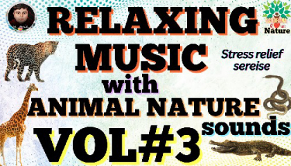 relaxing music stress relief music with beautiful animal nature video