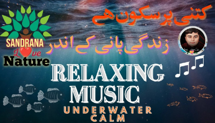 relaxing music under water calm natural beauty of fish's life