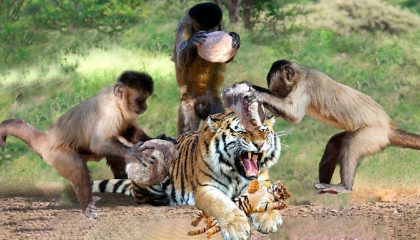 Dire! Tiger Family Constantly Being Tortured By Monkeys - Tiger Were Helpless