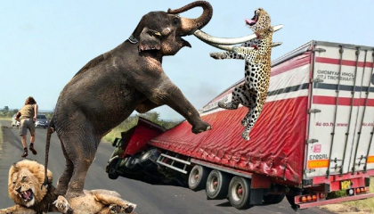 Riot! Crazy Elephants Devastate People's Homes and Vehicles TooBrutal Elephant