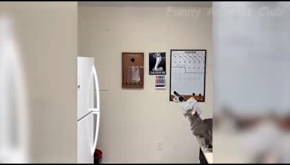 Cats Funny video 😂😂