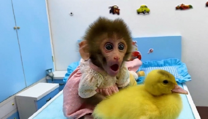 Cute Baby monkey playing with So cute duckling and teddy bear in the bedroom