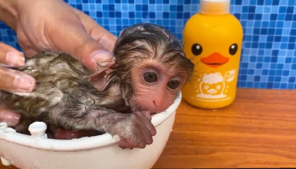 Cute Baby monkey Bon bath in the bathtub and playing with the puppy So cute