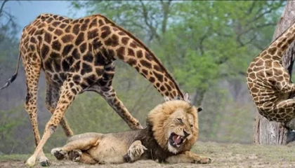 jiraaf aur lione ki  khatarnak ladai, animal fight in jungle video