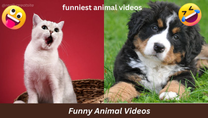 funny animal videos / funniest dog cat videos