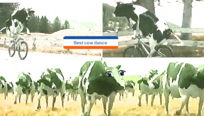 Best cow dance of the year( 2023), Dill ko bagg bagg kar done wala dance