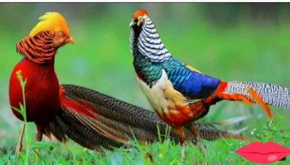 Beautiful Golden Pheasant Bird ,Khub suratt paakshi